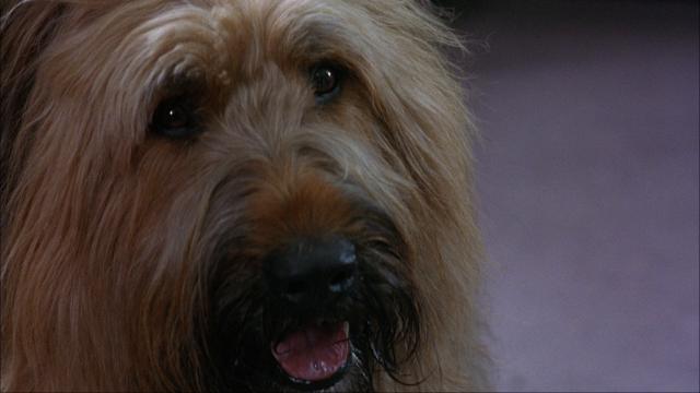 神探轰隆火 Top.Dog.1995.1080p.AMZN.WEBRip.DDP2.0.x264-ABM 8.48GB-4.png