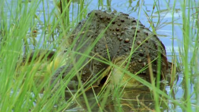 大自然:爱登保罗爷爷带你看绝妙的蛙/阿Sir看蛙蛙 Nature.Fabulous.Frogs.2014.1080p.BluRay.x264-SADPANDA 4.37GB-4.png